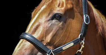 Custom Name Plates for Bridles: A Buyer's Guide