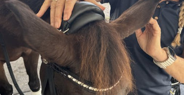 How to Break In a New Leather Bridle: Step-by-Step