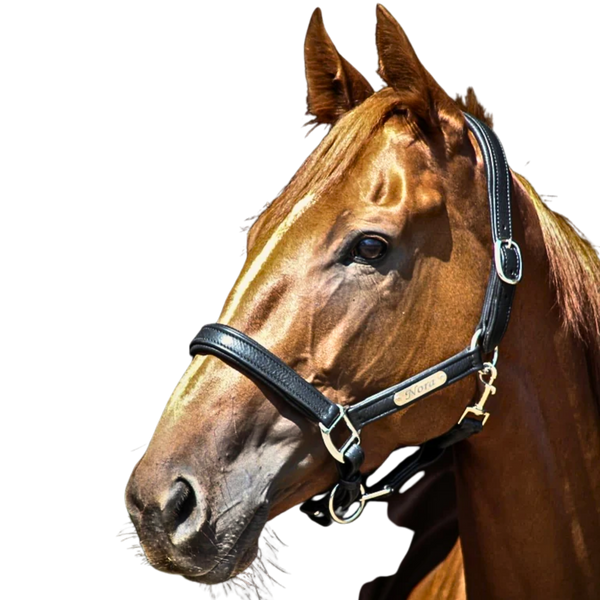 Halter: Soft leather with buckles brass or silver, name plate option