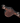 Jumping girth short