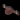 Jumping girth short