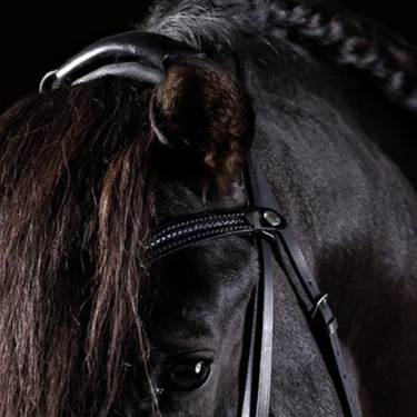 Snaffle On Top