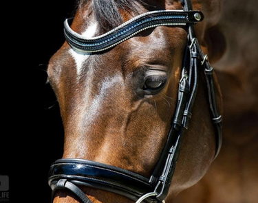 Browband Type C