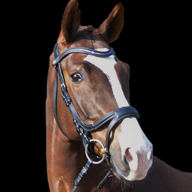Snaffle On Top with Dallas noseband